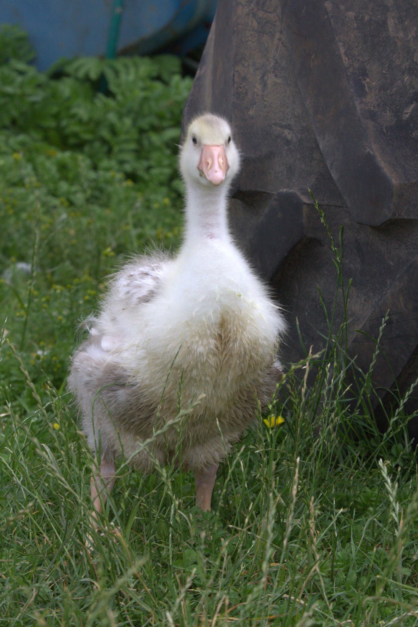 Owen Getting Big.jpg
