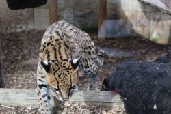 IMG4598