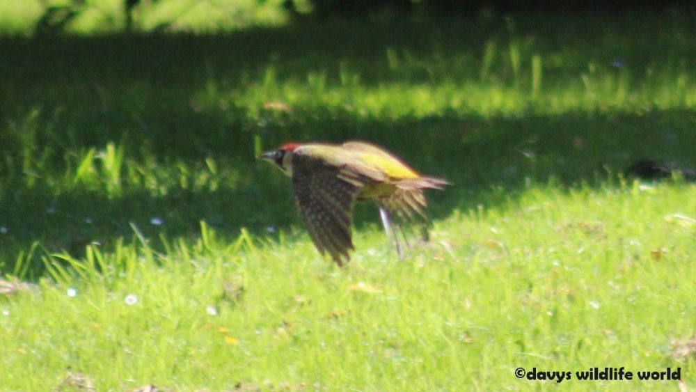 woodpecker-flying-home